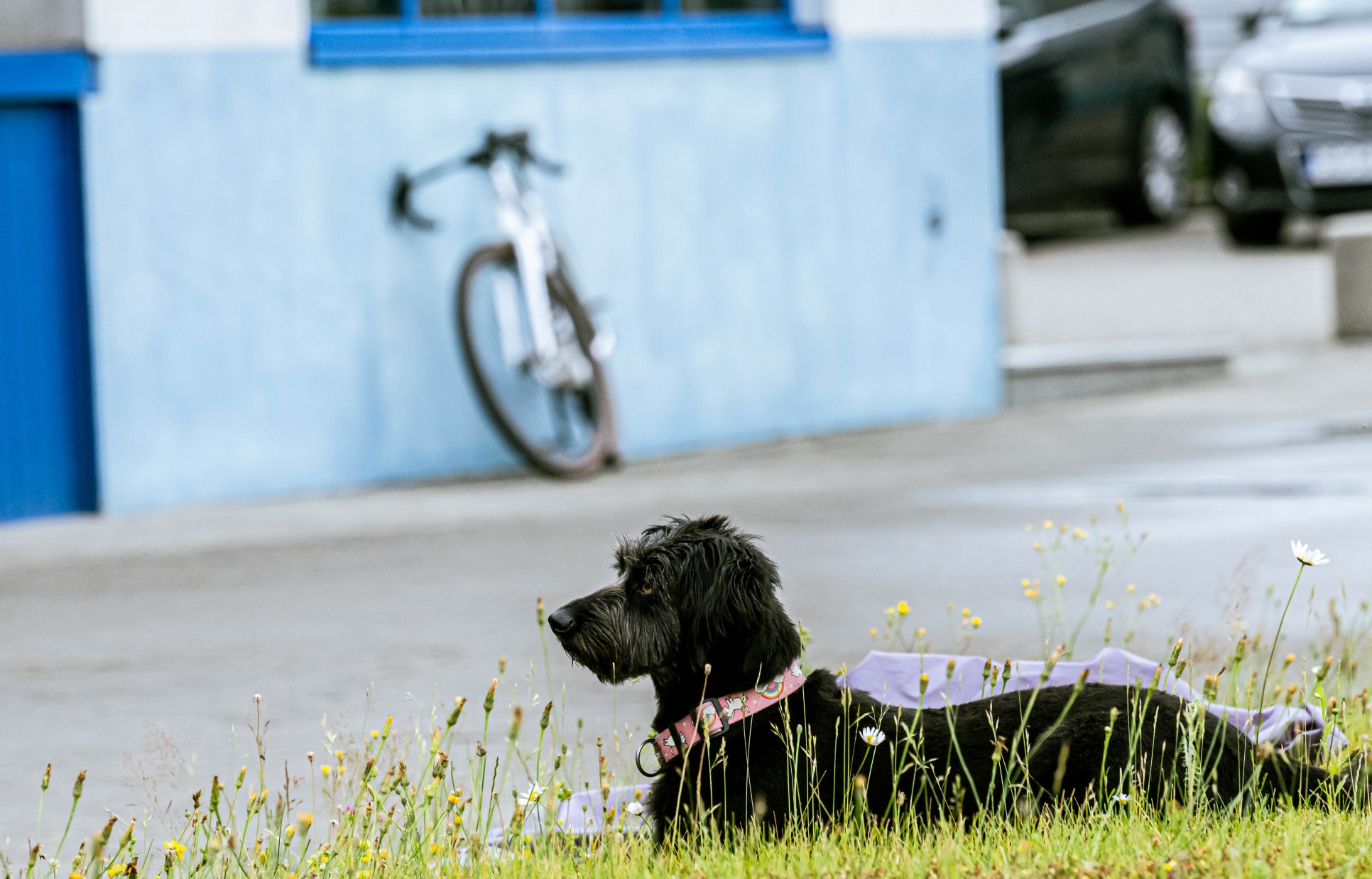 Accent Bikes x Julia i Kasper x gravel Freak Carbon